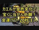 希少『開運カエル』が黄金色に変化⇒宝くじ当せん祈願！大金運パワー20秒注入