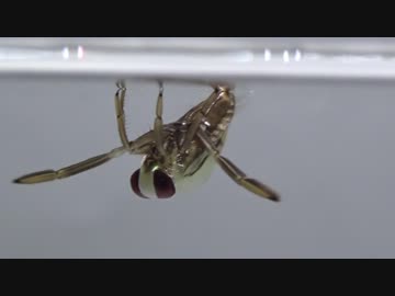 【閲覧注意!!】再編集　マツモムシ(幼虫）にゴキブリを食べさせてみた。(Notonecta triguttata)