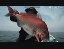 2019-05-03 令和元年　初真鯛！でけぇのが釣れたぜぇｷﾀ━━━(ﾟ∀ﾟ)━━━!!