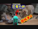 ニャンだこれー？恐竜の卵を見せたら興味津々だったw