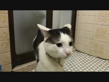 なんか呼ばれている気がする猫