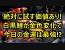 試す価値あり！『白黒の鯉』が金色にみえたら今日の金運は最強！？