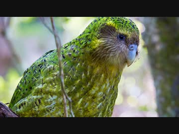 ニュージーランドのフレンズ