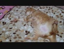 拾いねこ＠生後2497/2464日目　匠さんへのお出迎え動画！