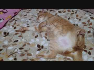 拾いねこ＠生後2497/2464日目　匠さんへのお出迎え動画！