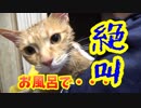 半年ぶりのお風呂で絶叫する猫。