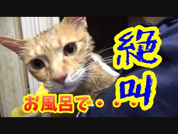 半年ぶりのお風呂で絶叫する猫。