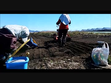 【たま農園】管理機でほうれん草の種を蒔くよー さて、どのあたりににゃんこが出てくるかな？(=ﾟωﾟ)ﾉﾆｬｰﾝ♪