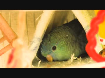 インコがテントから出るところを見るために50分モニタリングした