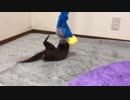 カワウソのオヤツへの執念が異常