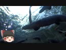 ゆっくりれいむのアクア放浪記　#47　なかがわ水遊園