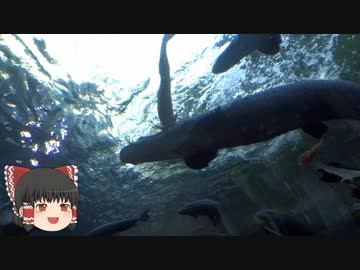 ゆっくりれいむのアクア放浪記　#47　なかがわ水遊園