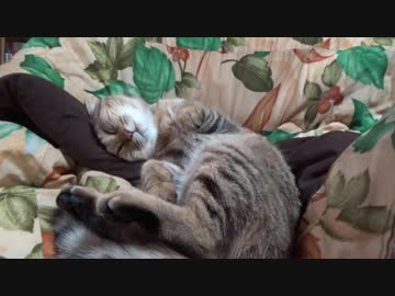 ＃97　寝相が悪い？タタルさん