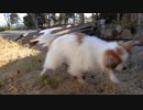 庭をよちよち歩くワンコ（パピヨン）2