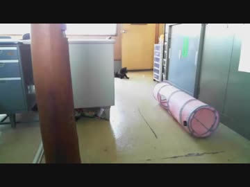 お出迎えのごろ～ん 2019-05-10