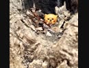 ピカチュウでだらだら編