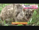 絶滅危惧種・ツシマヤマネコの姿捉える