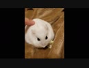 【ハムスター】おもちのもちもち活動その11(声なし)