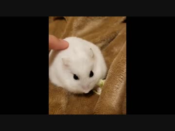 【ハムスター】おもちのもちもち活動その11(声なし)