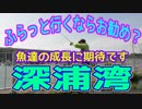 釣り動画ロマンを求めて 251釣目（深浦湾）