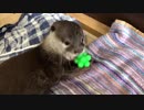 カワウソのこのくらいの年頃は歯が生え替わってムズムズしちゃうので、ずっと何か噛んで遊んでます＾＾