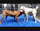 土佐犬ｖｓセントラル２