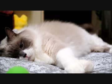 そろそろねむいのにゃ