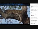 《がおーっ》アフリカ・サバンナ野生動物ツアー 生中継【12月6日 朝】