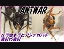 パラポネラVSアシナガバチ～毒針と毒針～