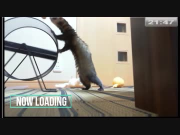 OPにちょうど良く映り込むイタチ