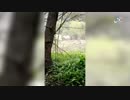 an ambush on Russian soldiers in Roshni-Chu (near Urus-Martan, Chechnya) by ISIS