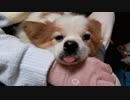 飼い主の手をアゴ枕にするワンコ（パピヨン）