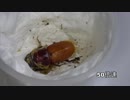 ムシモンオオクワガタの羽化