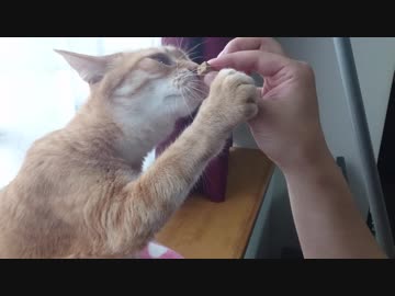 拾いねこ＠生後2502/2469日目　アコさん2500日記念日ーーーー・・あれ？