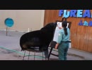 【瑞雲祭り】レオ君が披露してくれました【八景島シーパラダイス】