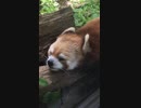 【多摩動物公園】レッサーパンダ