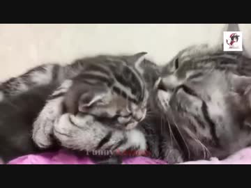 猫の親子(=^・^=)