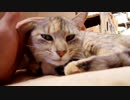 I met my cat