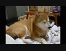 【柴わんこのはる】眠気と戦う柴わんこ