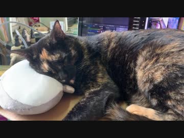 枕で寝るあずき