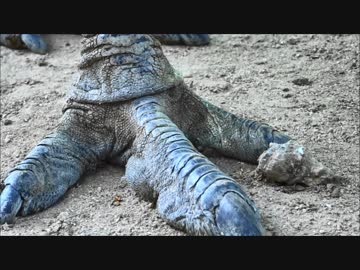 恐竜みたいな脚しいてる