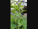 旅先にて・・・