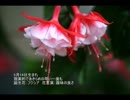 誕生日に贈る言葉～5月14日生まれの頭の回転が速いあなたに－聴きものがたり
