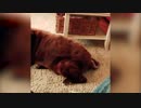 【衝撃映像】ワンちゃんのオナラを嗅いだ猫ちゃんが・・・【閲覧注意】