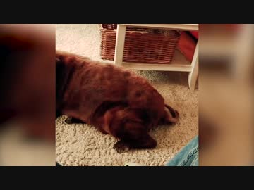 【衝撃映像】ワンちゃんのオナラを嗅いだ猫ちゃんが・・・【閲覧注意】