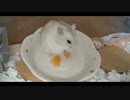 ハムスター飼いました。その70～ハムスターくんとうさうさぴゅーれ～