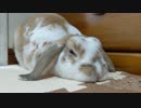 うさうさテスト