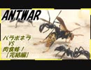 パラポネラｖｓ肉食蜂～蜂が隠した武器と弱点～