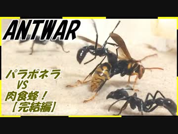 パラポネラｖｓ肉食蜂～蜂が隠した武器と弱点～