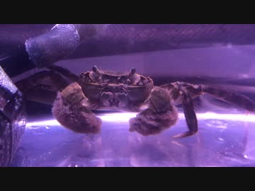 モクズガニ